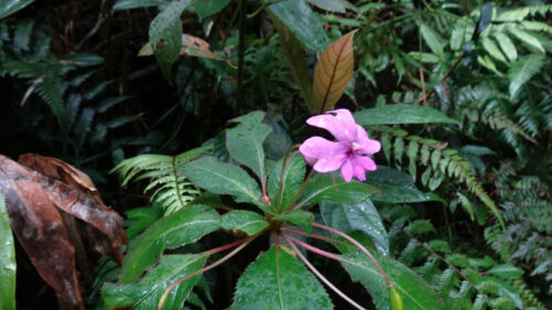 Dsc06217 お花