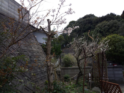 さくらんぼ