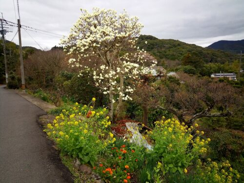 お花