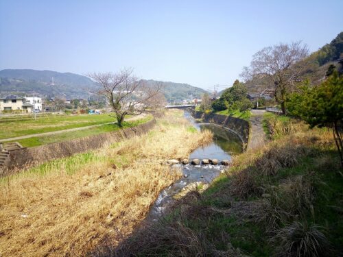 Img_20180327_111621 八郎川沿いの菜の花