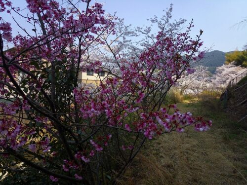 Img_20180327_114027 お花