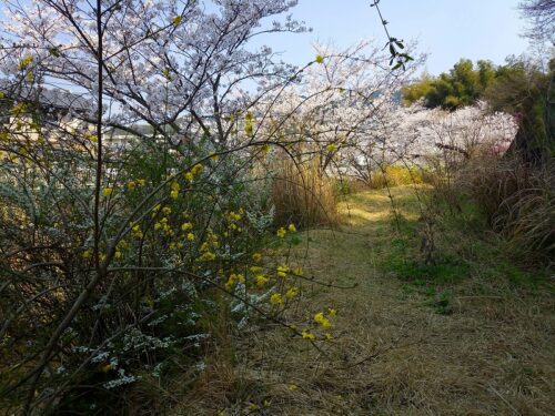 Img_20180327_114058 お花