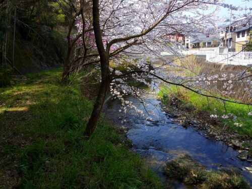 Img_20180327_114356 さくら