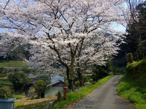 Img_20180327_123903 井樋の尾観音の桜
