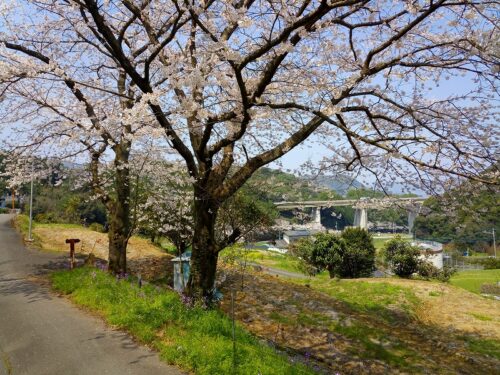 Img_20180327_123934 井樋の尾観音の桜