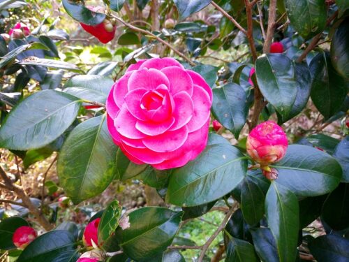 Img_20180327_134555 お花