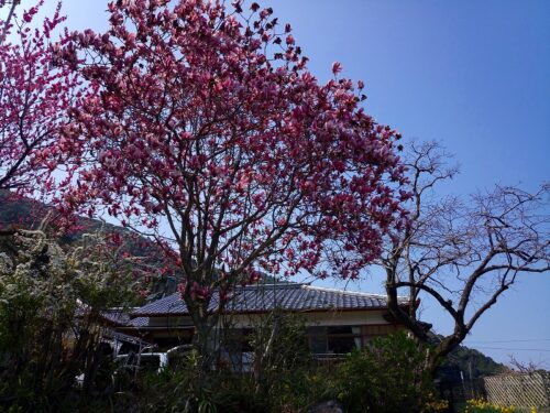Img_20180327_142820 花ノ木集落
