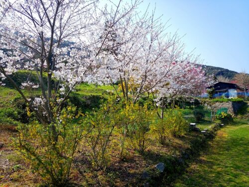 Img_20180327_143140 花ノ木集落