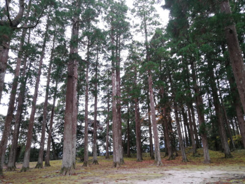 飫肥城杉