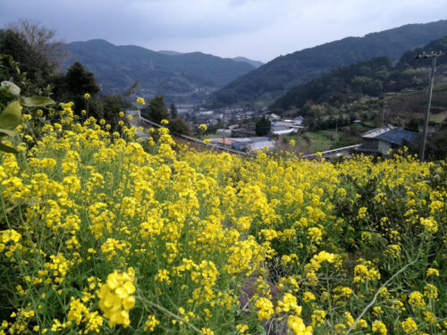 菜の花