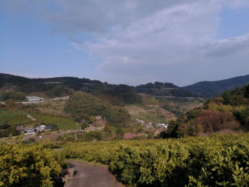 みかん畑を下る