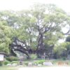 山口/クスの森