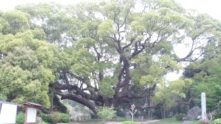 山口/クスの森