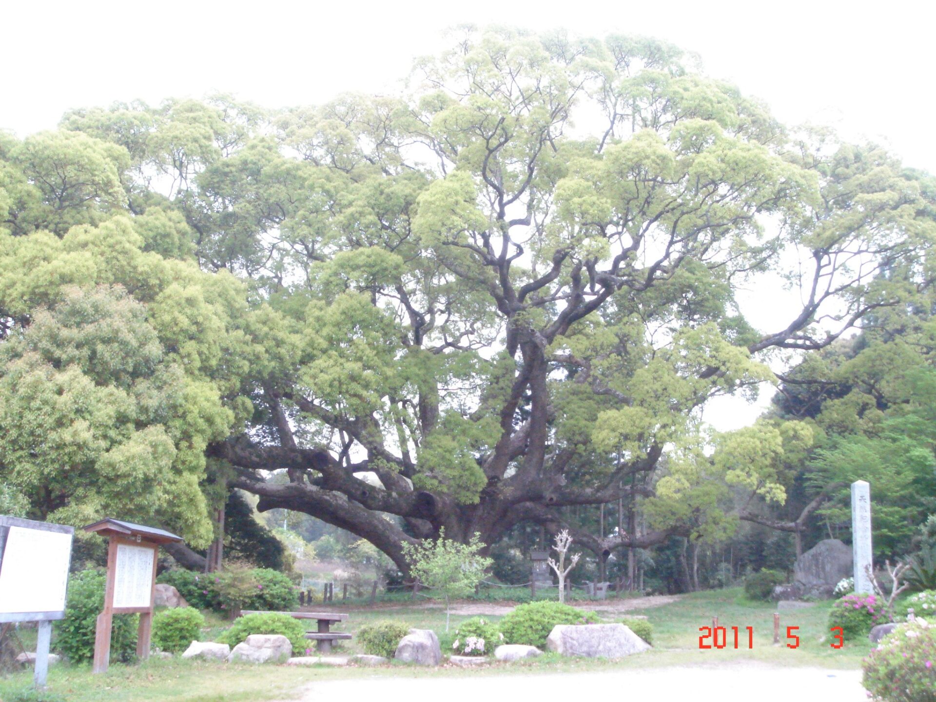 山口/クスの森