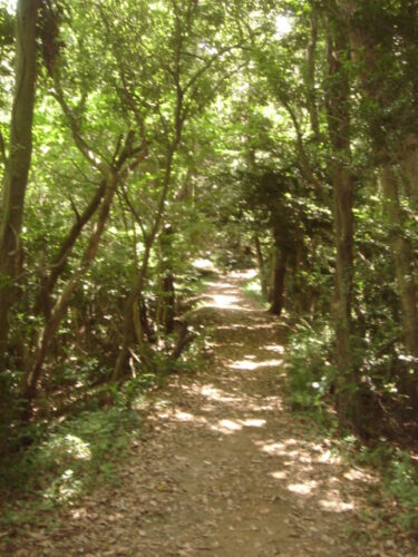 Dsc01573 山道歩き