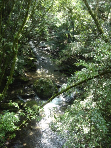 Dsc01646 県民の森