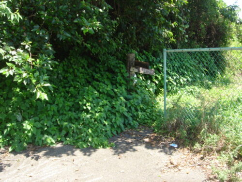 Dsc01973 針葉樹林へ下る