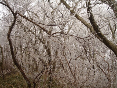 Dsc09086 霧氷