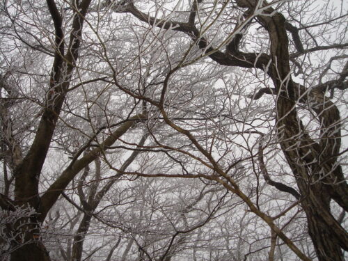 Dsc09090 霧氷