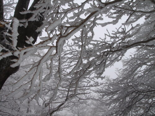 Dsc09096 霧氷