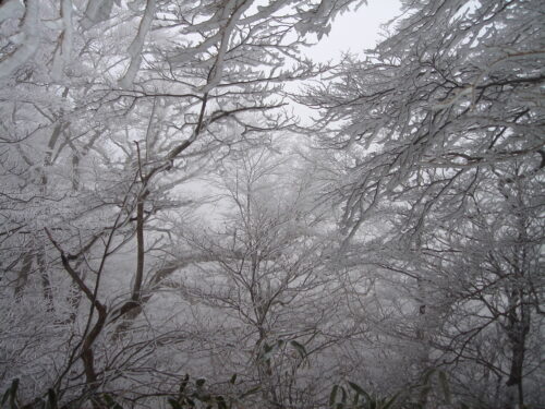 Dsc09097 霧氷