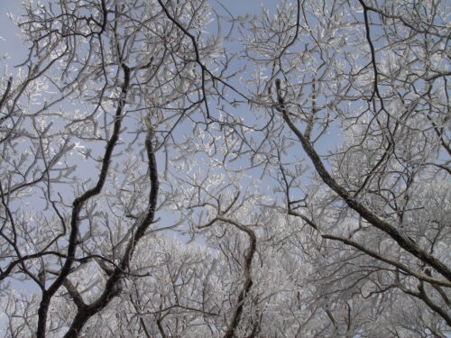 Dsc09100 霧氷
