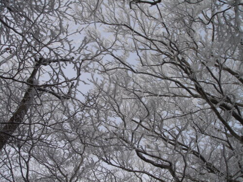 Dsc09101 霧氷