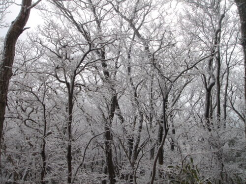 Dsc09103 霧氷