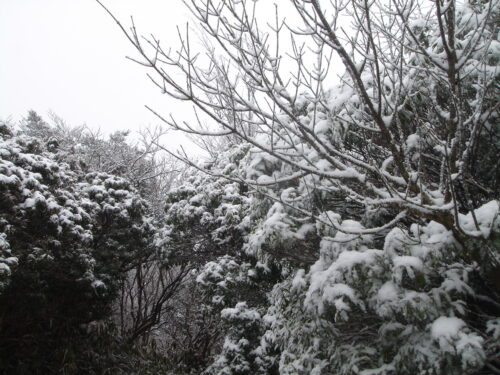 Dsc09109 霧氷