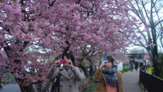 河津桜