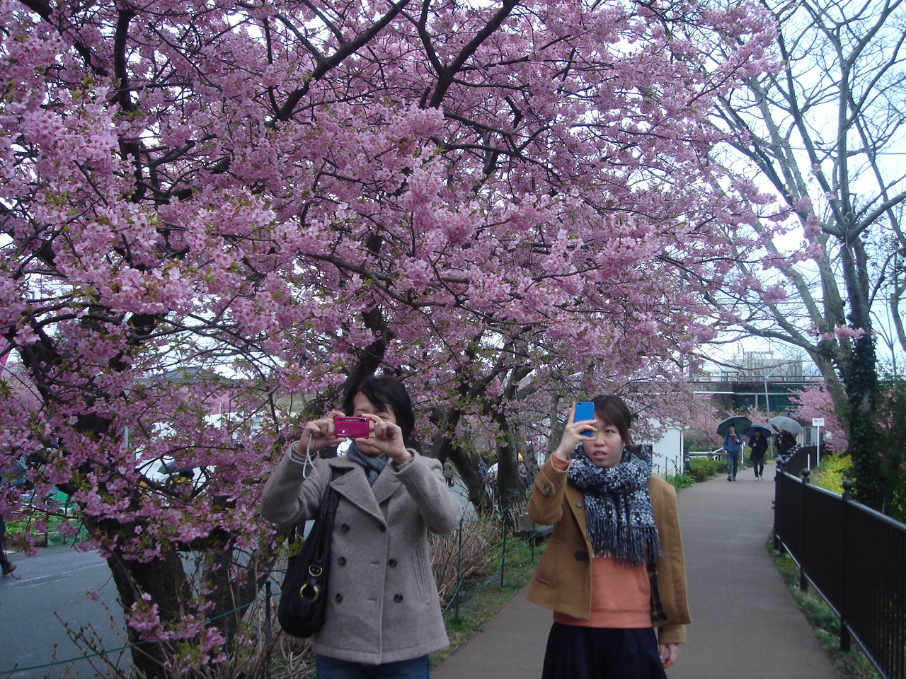 河津桜