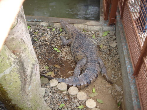 熱川バナナ・ワニ園