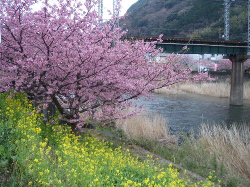 東伊豆　河津桜