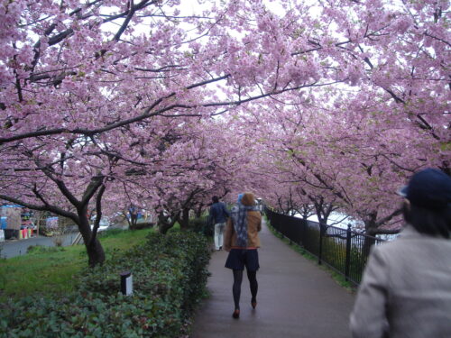 東伊豆　河津桜