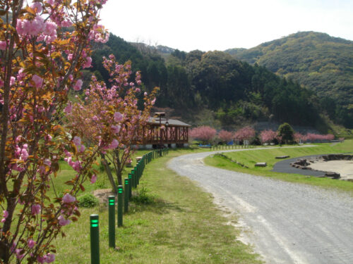 Dsc09984_3 桜咲く公園を通る