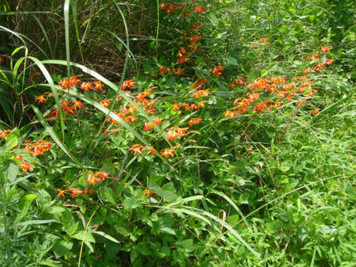 Dsc01006 お花