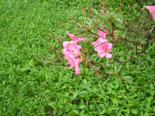 Dsc01078 ゆり