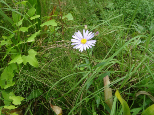 Dsc01134 お花