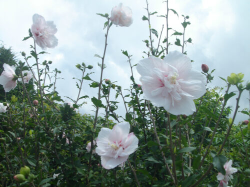 Dsc01151 お花