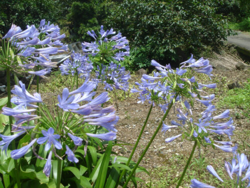 Dsc01165 お花