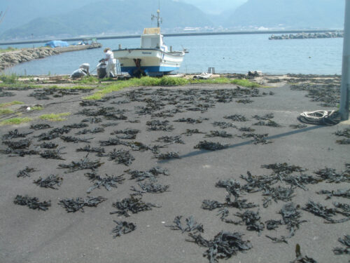 Dsc01267 十六島湾のコンブ乾し