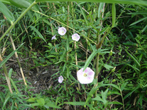 Dsc01338 お花