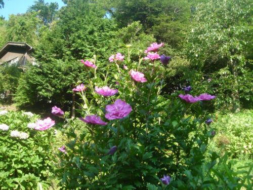 Dsc01341 お花
