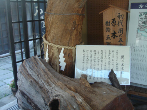 Dsc01575 初代 関の五本松 原木