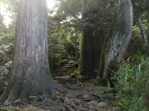 Dsc01662 市房杉 樹齢700~800年