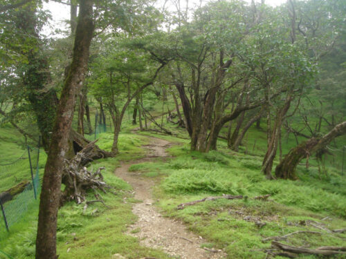 Dsc01737 山道歩き