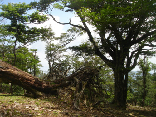 Dsc01740 国見山を目指して