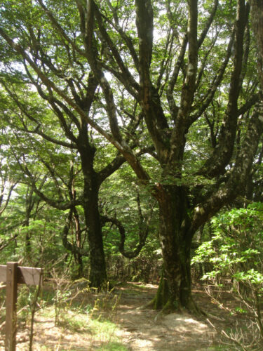 Dsc01756 巨樹