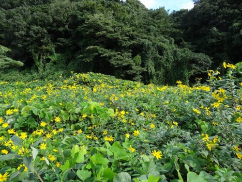 Dsc00050 お花