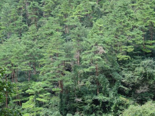 Dsc00065 急な登りになる